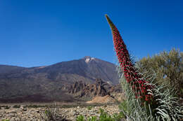 Image of Echium wildpretii H. H. W. Pearson ex Hook. fil.