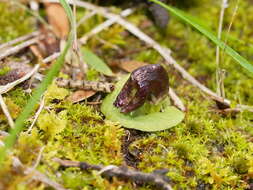 Image of Tiny helmet orchid