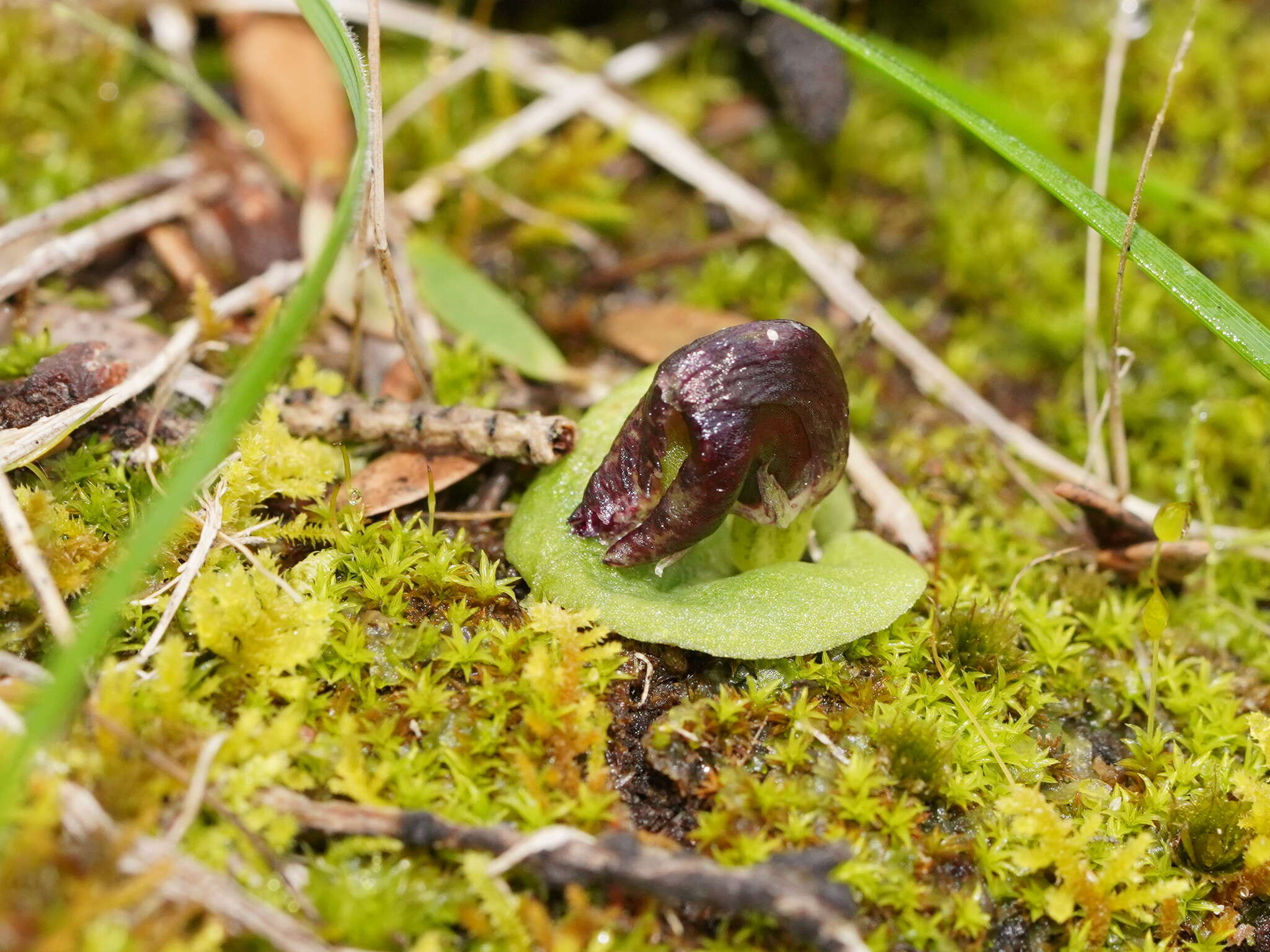 Image of Tiny helmet orchid