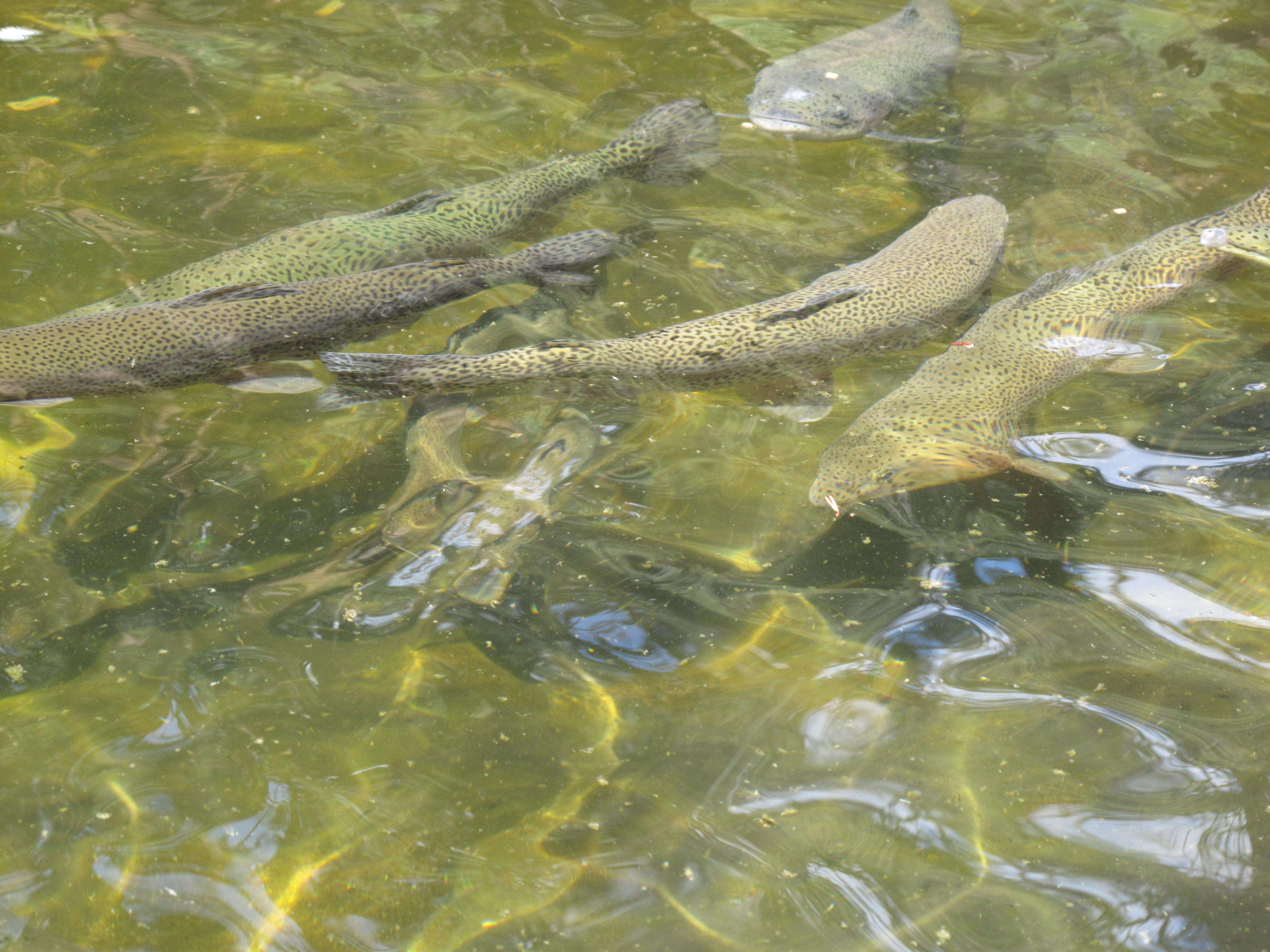 Image of cutthroat trout