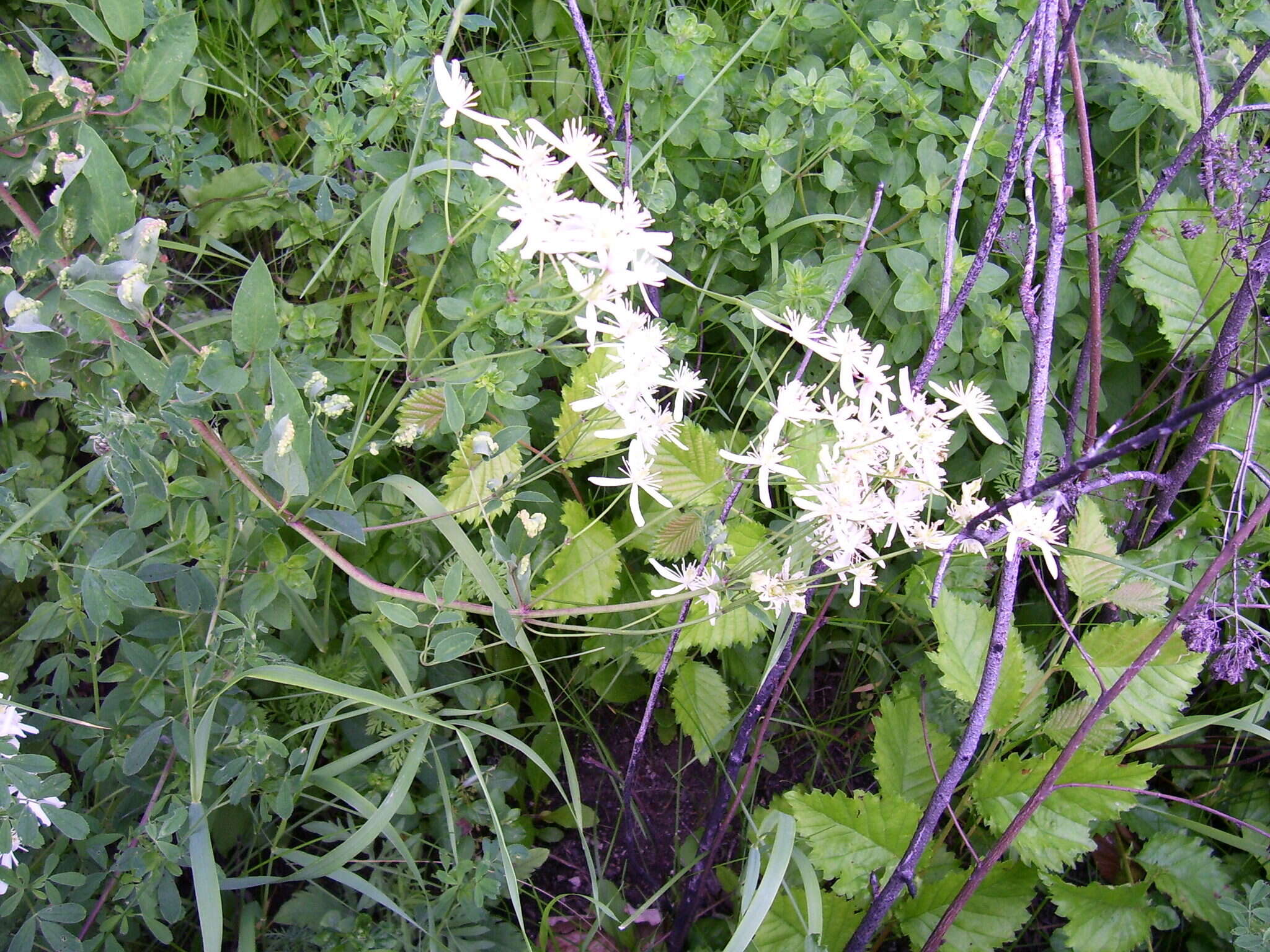 Clematis recta L. resmi