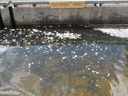 Image of Rainbow Trout