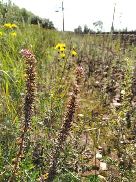 Image of thymeleaf dragonhead