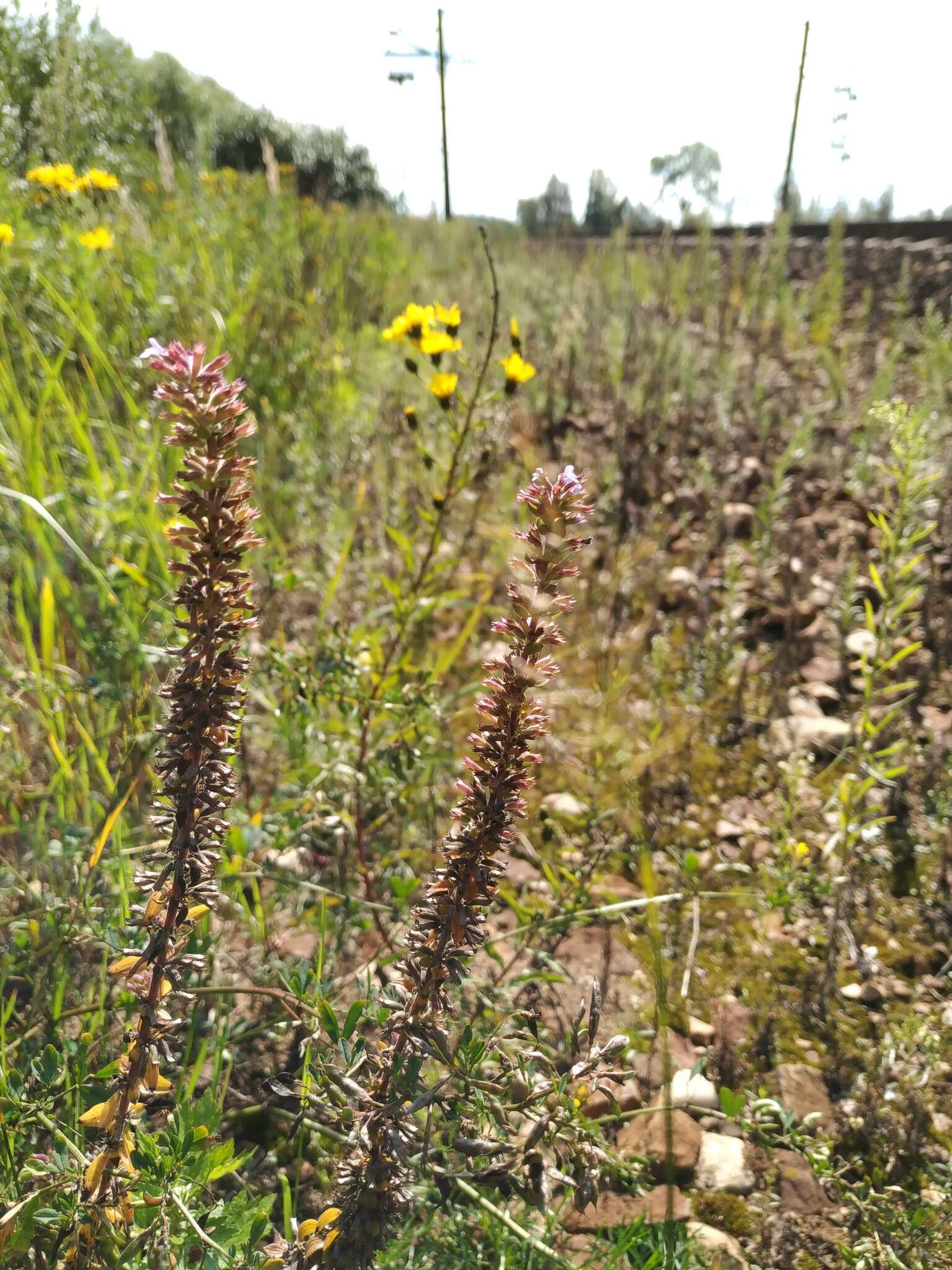 Image of thymeleaf dragonhead