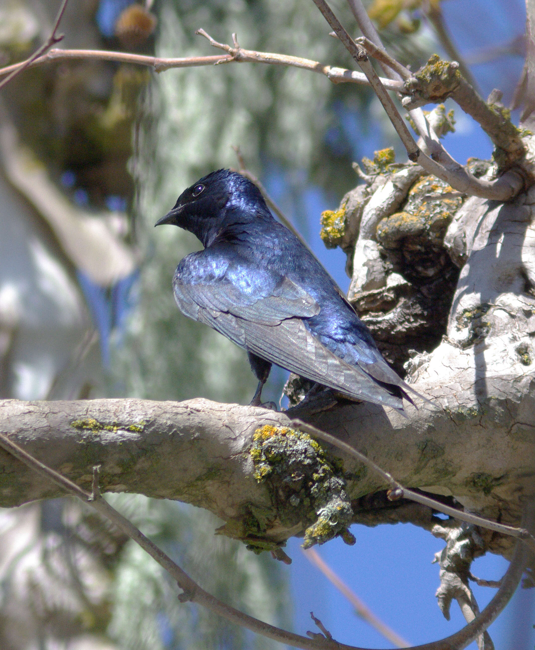 Image of Purple Martin