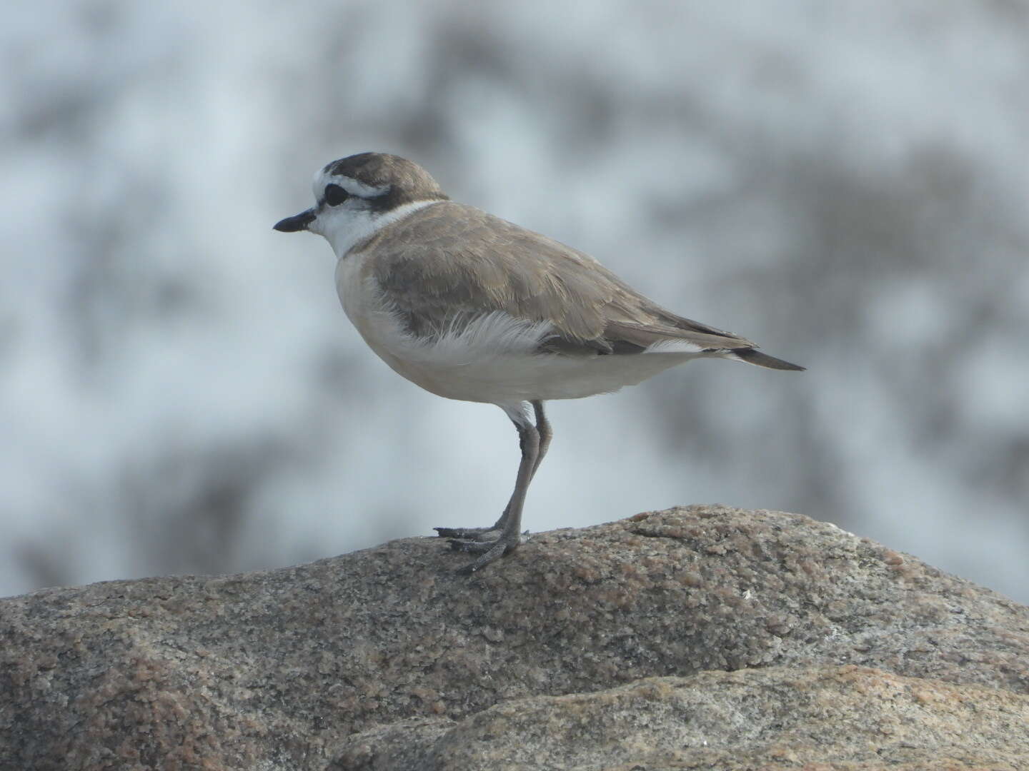 صورة Charadrius marginatus marginatus Vieillot 1818