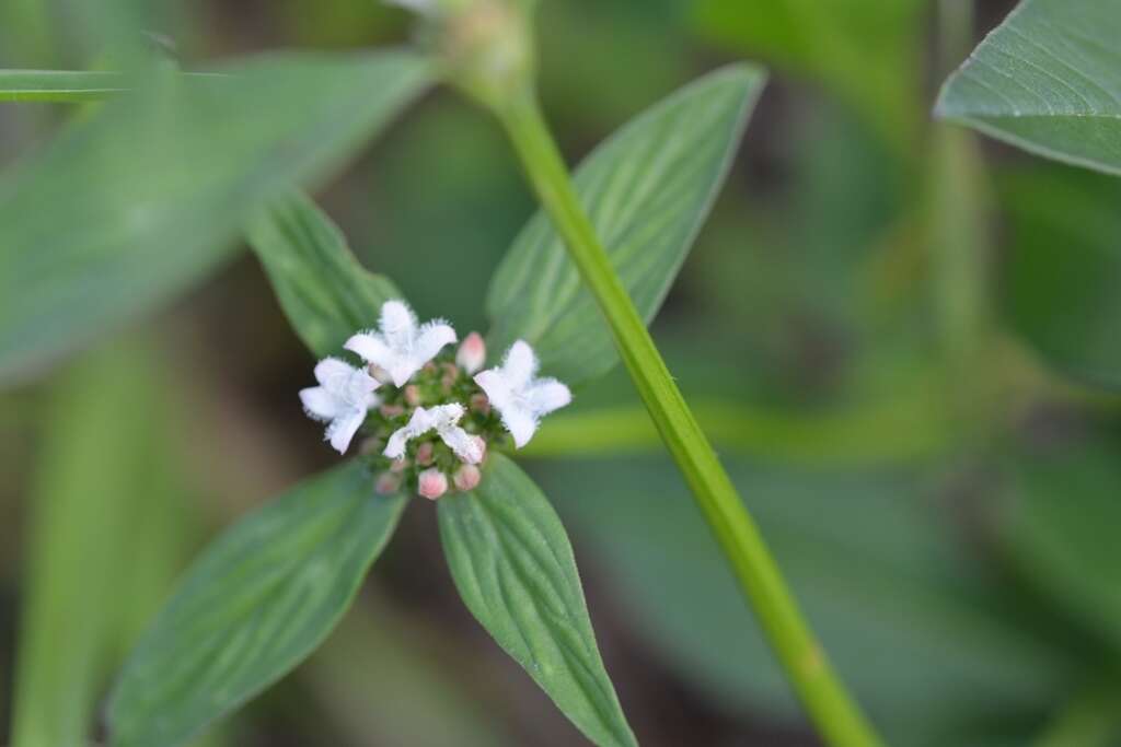 Image of Woodland False Buttonweed