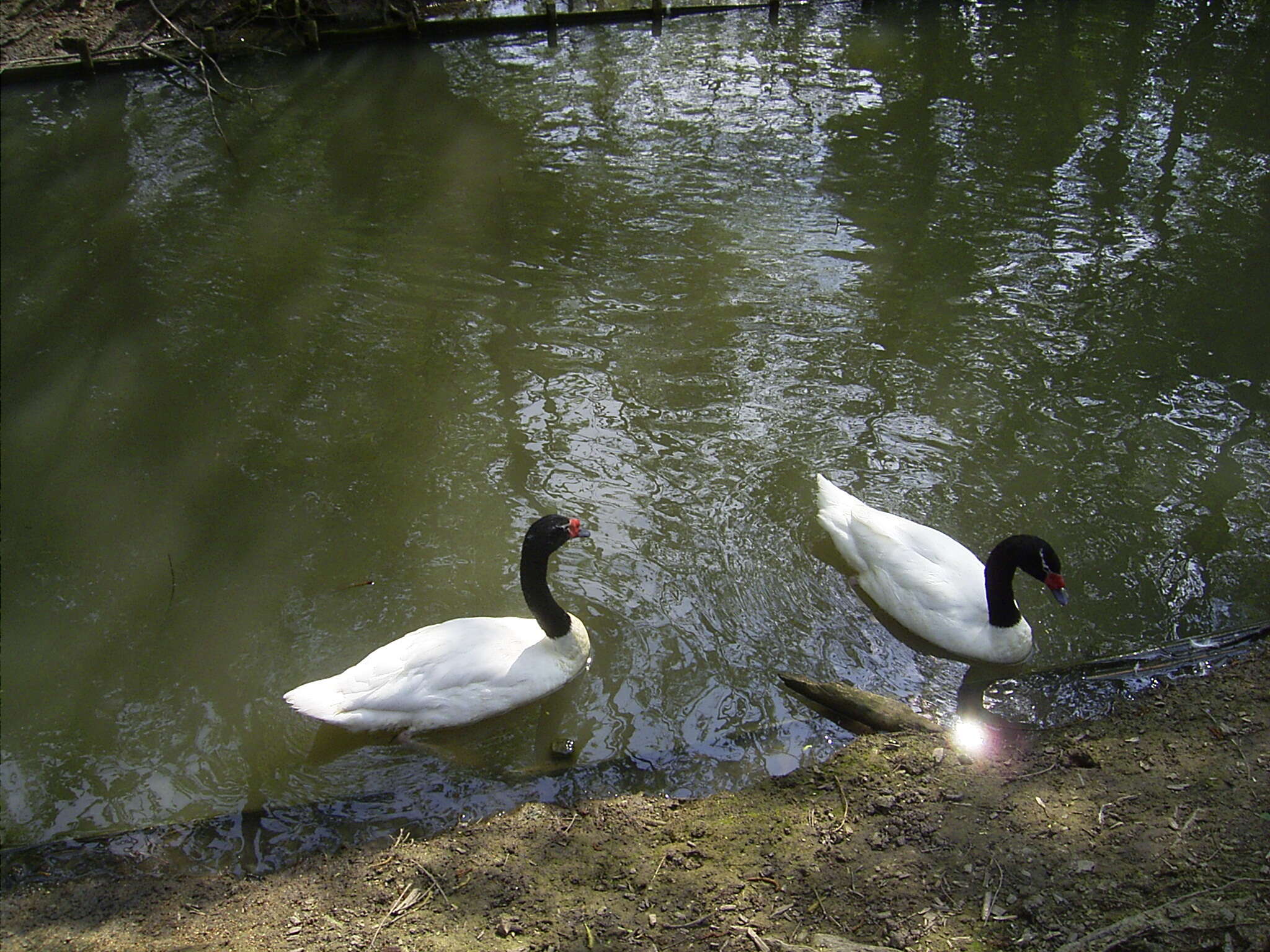 Imagem de Cisne-de-pescoço-preto