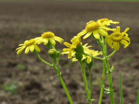 Image of eastern groundsel