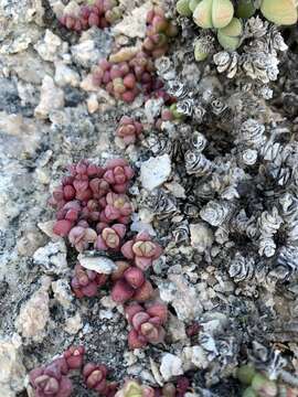 Image of Crassula elegans Schönl. & Baker fil.