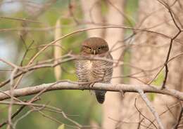 Imagem de Glaucidium radiatum (Tickell 1833)