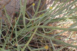 Image of Euphorbia racemosa E. Mey. ex Boiss.