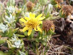 Image of Senecio littoralis Gaud.