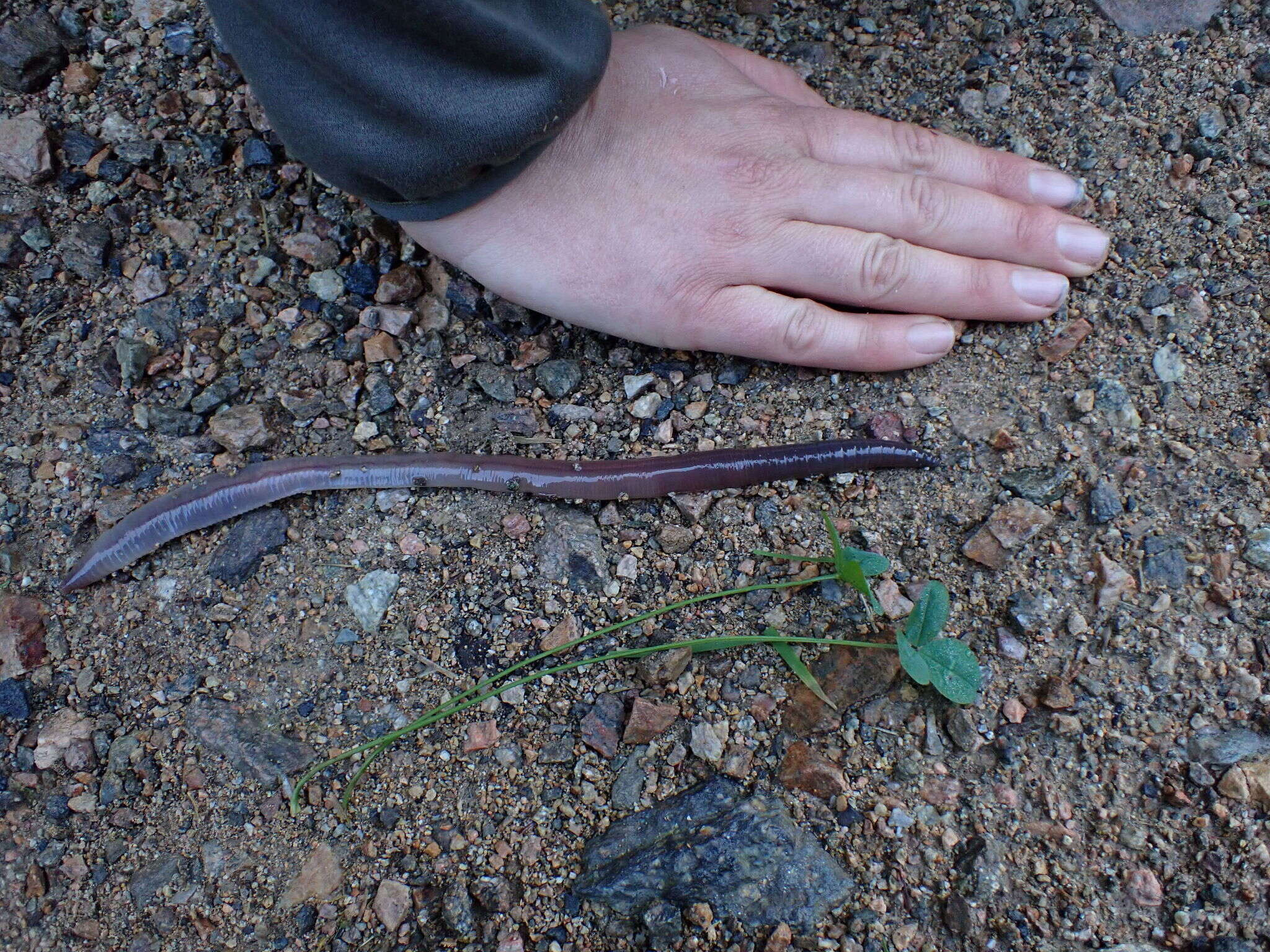 Image of Lumbricus badensis Michaelsen 1907