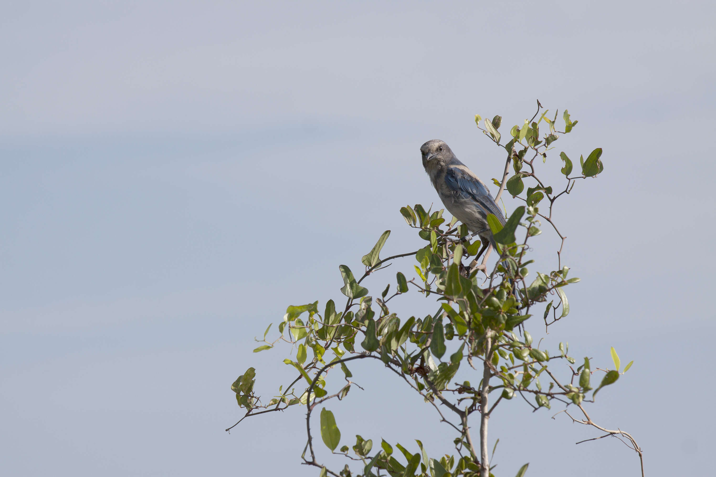 Image of Florida Jay