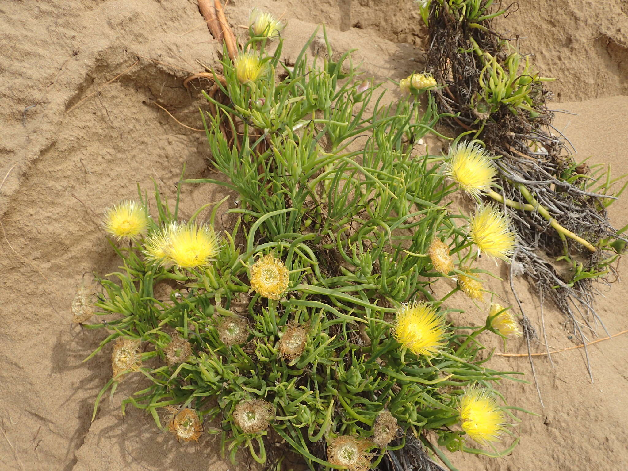 Image of narrow-leaved iceplant