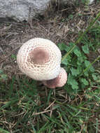 Image of Horse Mushroom