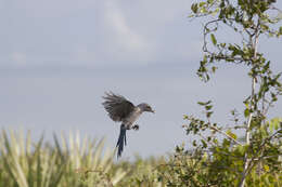 Image of Florida Jay