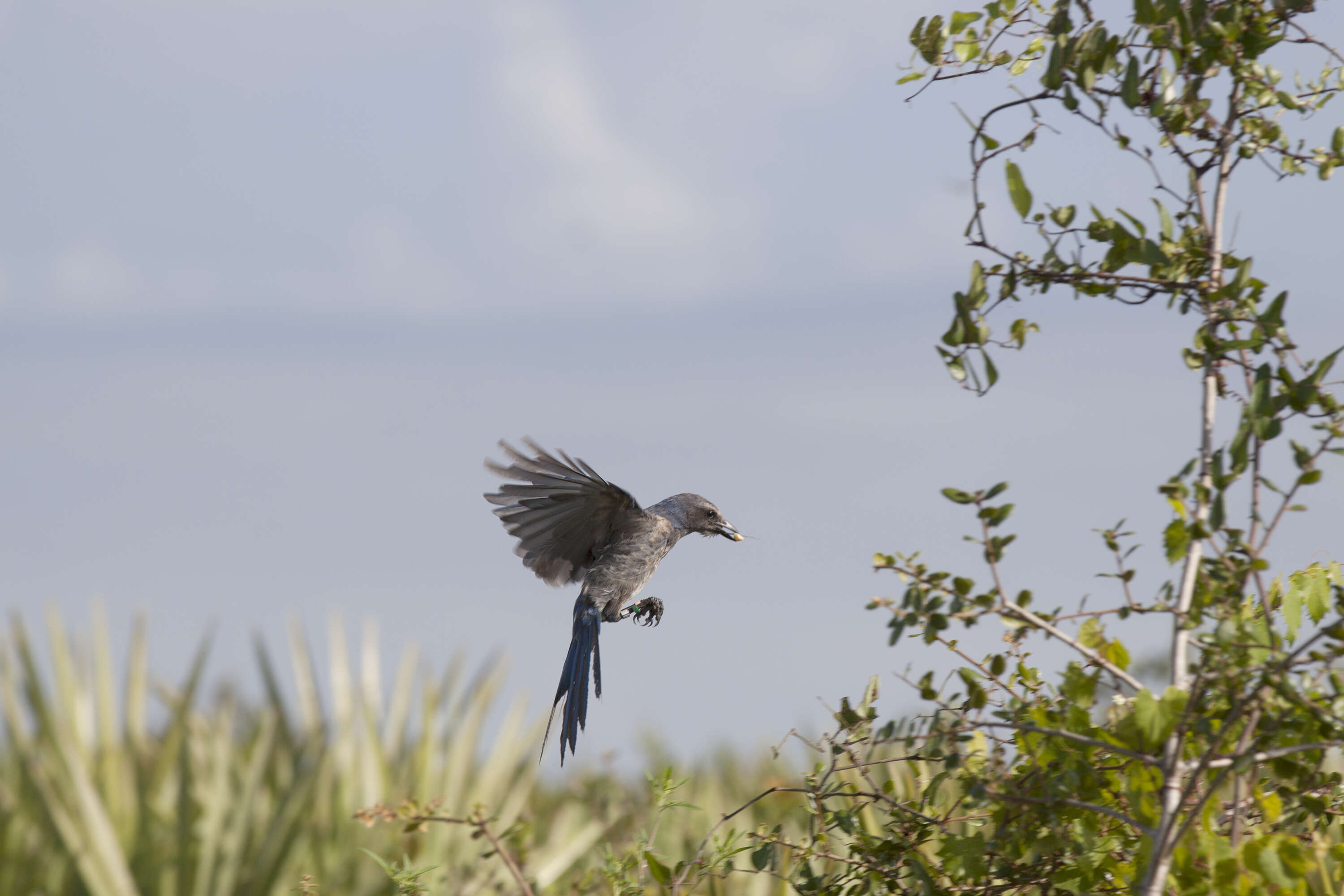 Image of Florida Jay