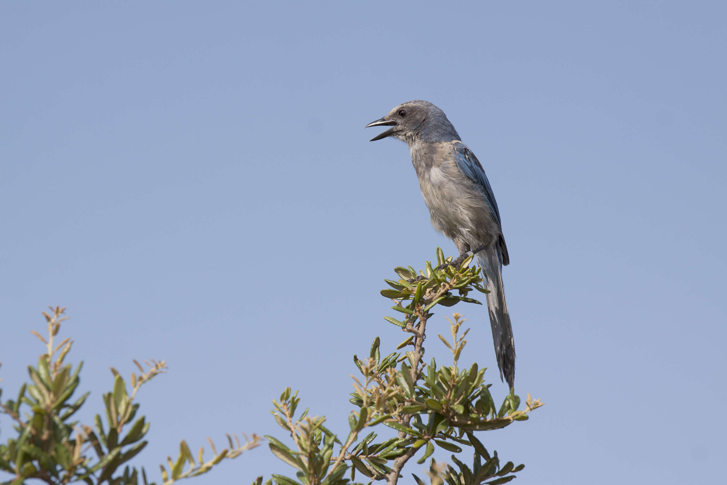 Image of Florida Jay