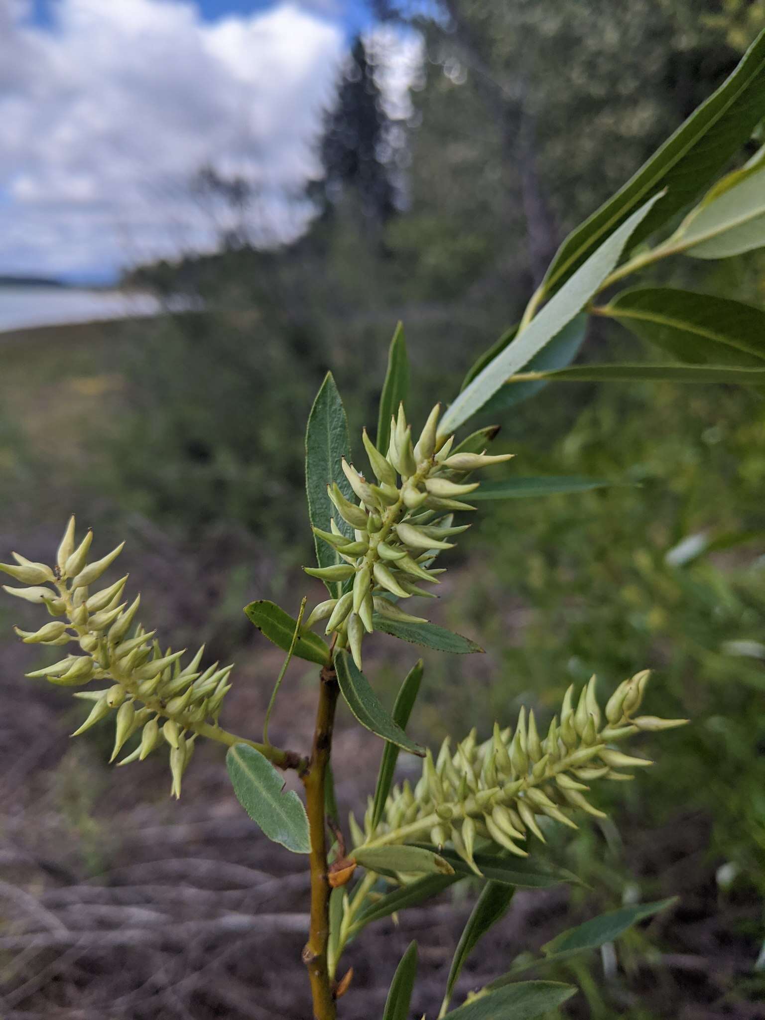 Image of Salix lasiandra var. lasiandra