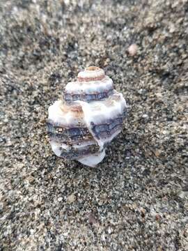 Image of Bivetiella cancellata (Linnaeus 1767)