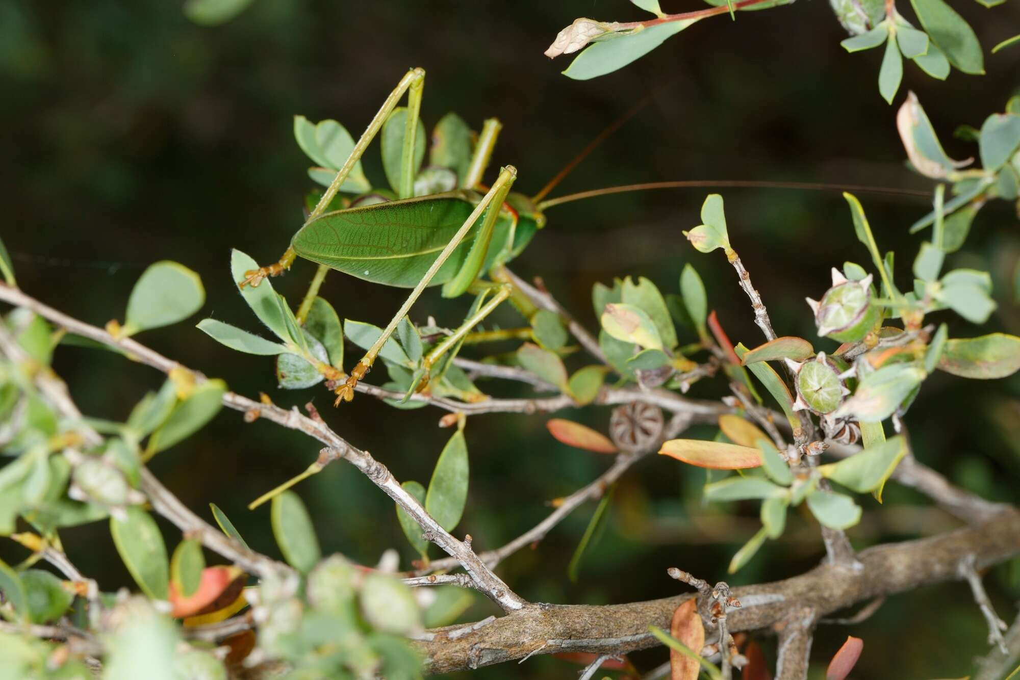 Image of Terpandrus calperum Rentz & D. C. F. 2001