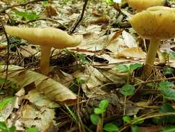 Image of Marasmius nigrodiscus (Peck) Halling 1983