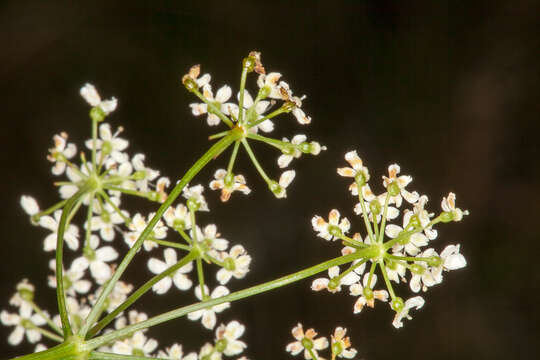 Imagem de Pimpinella saxifraga L.