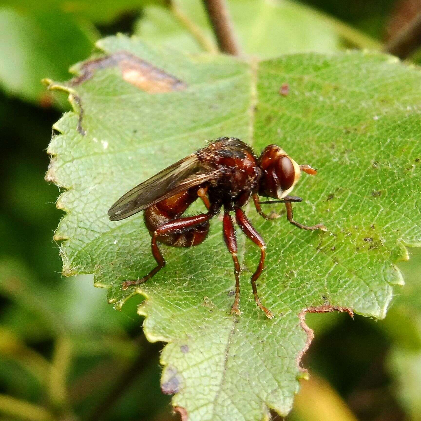 Image of Sicus ferrugineus (Linnaeus 1761)