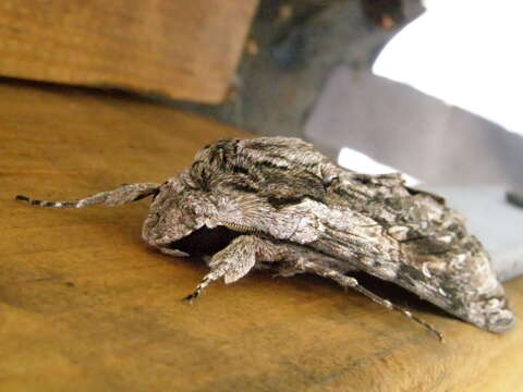 Image of convolvulus hawk moth