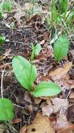 Image of Limestone Adder's-Tongue