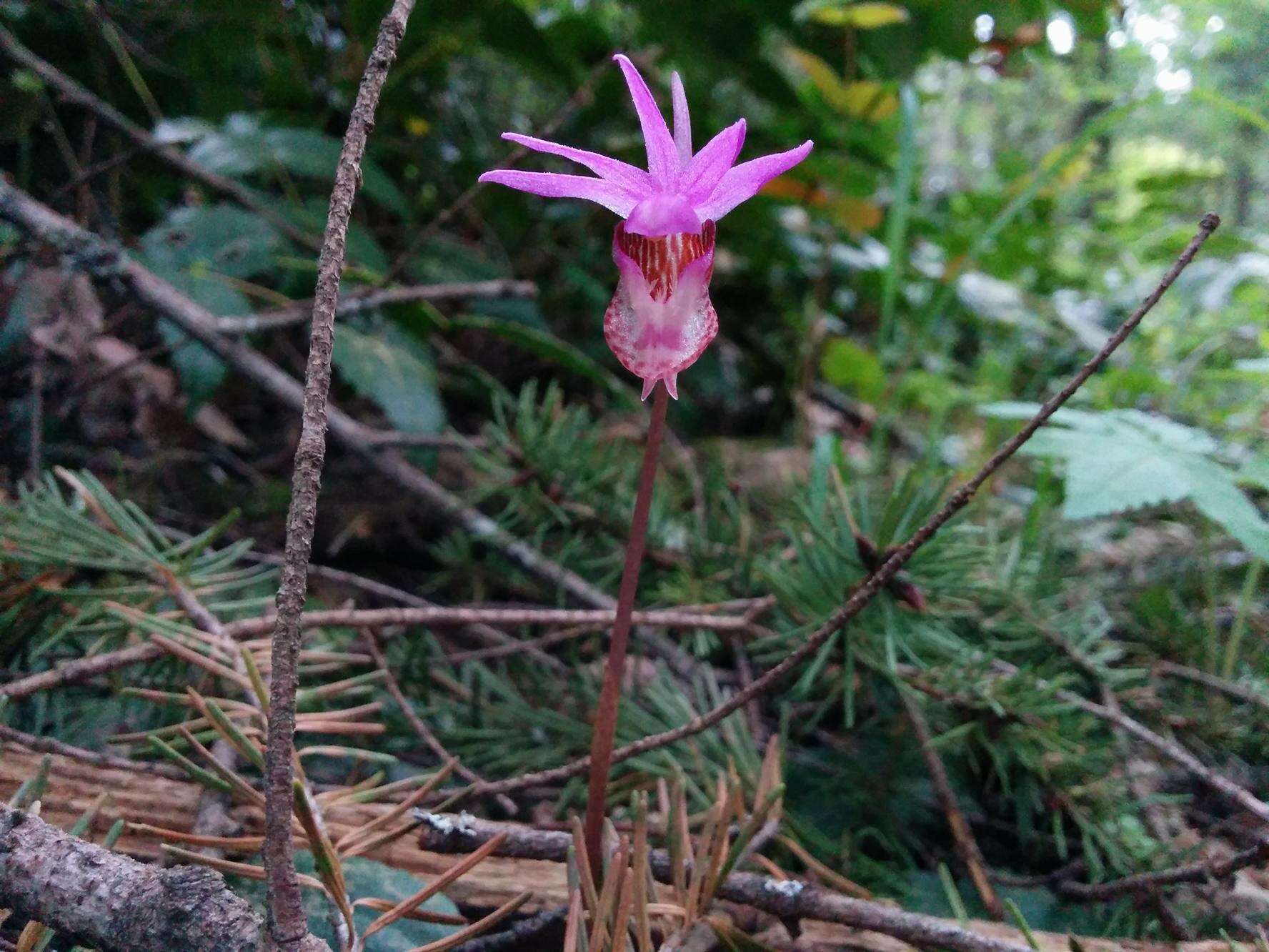 Image of calypso orchid