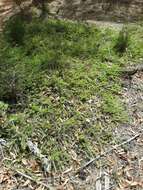 Image of Adenanthos cygnorum subsp. chamaephyton E. C. Nelson
