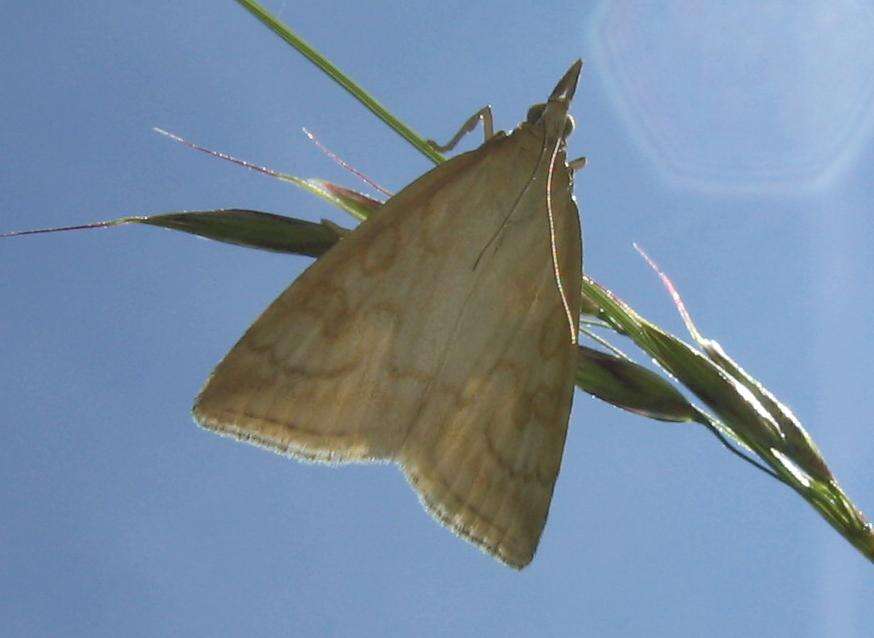 Image of Udea lutealis