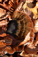 Image of Ischnoderma