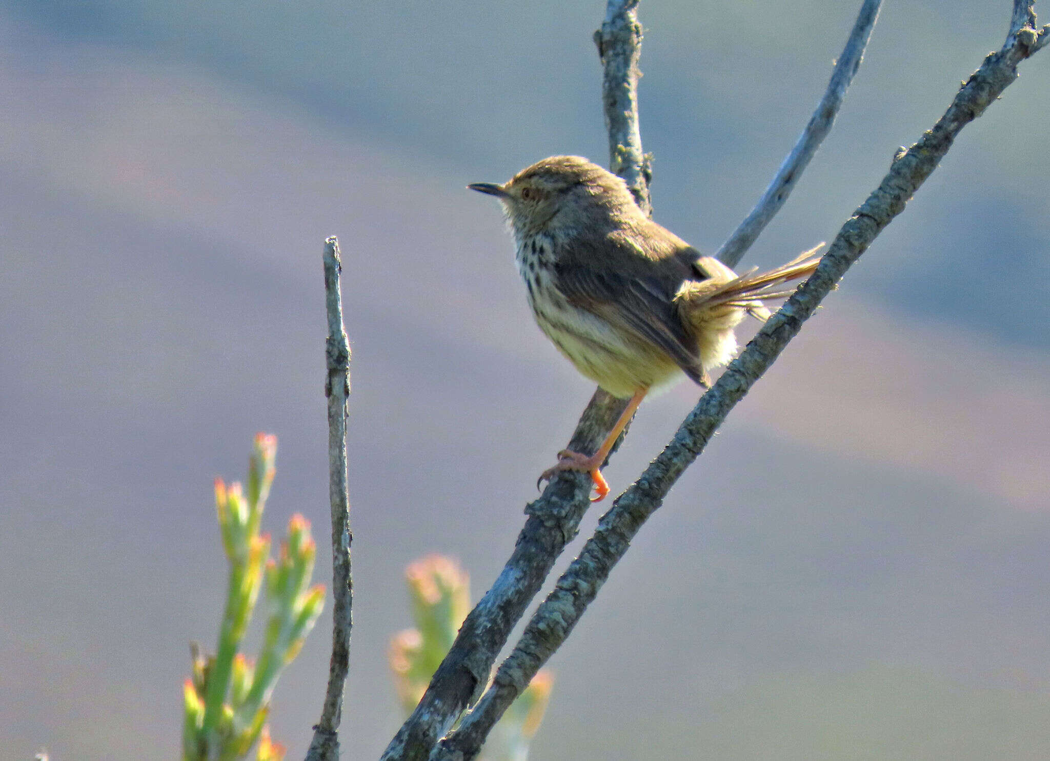 Image of Prinia maculosa exultans Clancey 1982