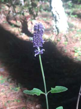 Sivun Salvia lavanduloides Kunth kuva