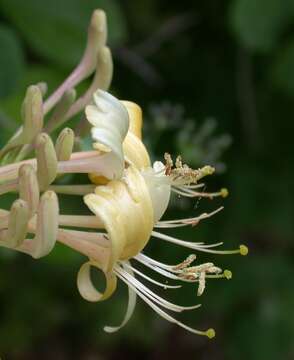 Image of Etruscan honeysuckle