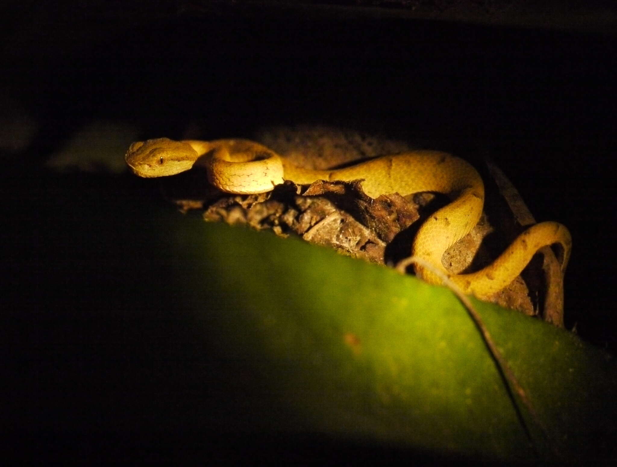 Image of Coffee Palm Viper