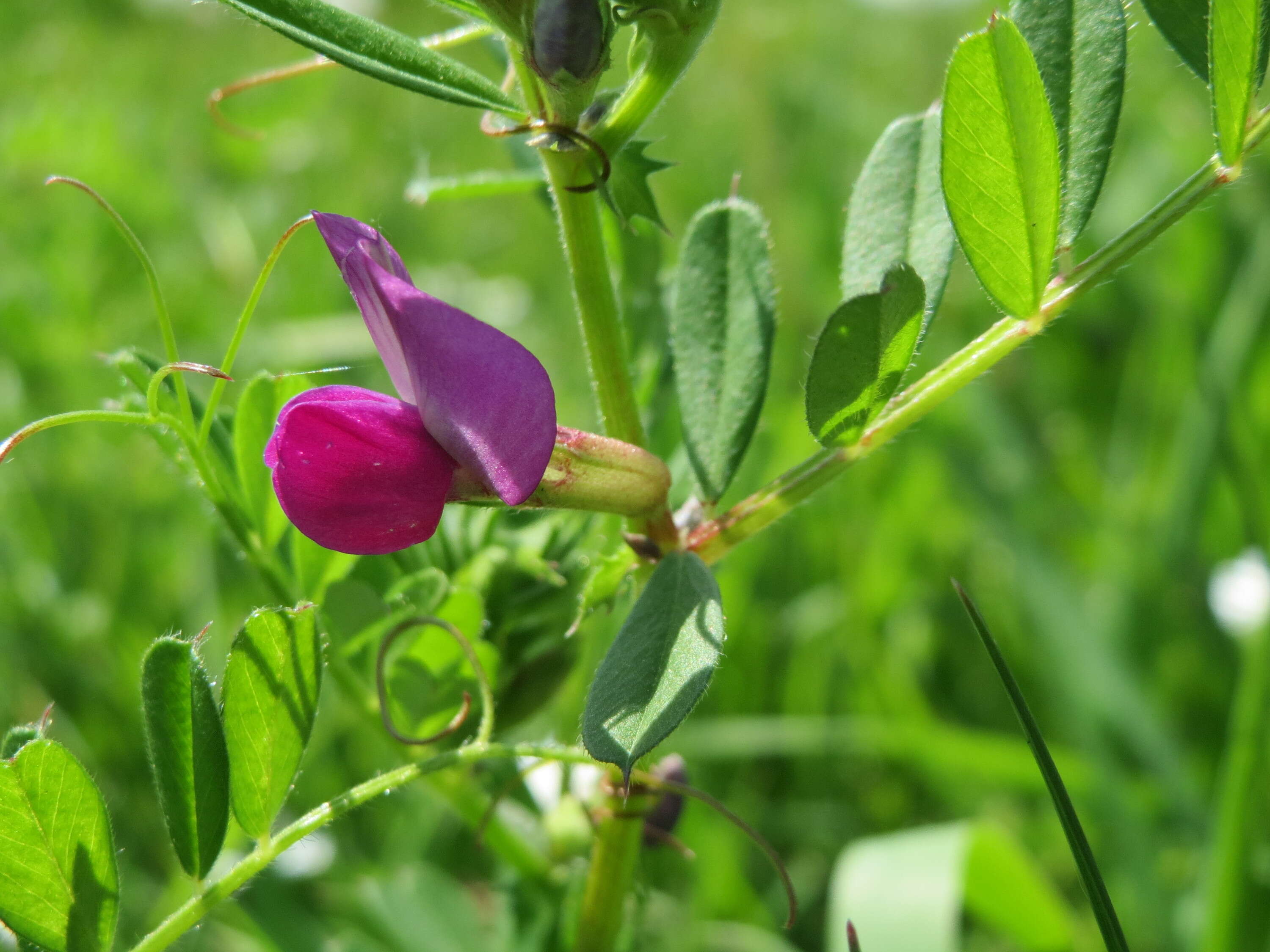 Image of Common Vetch