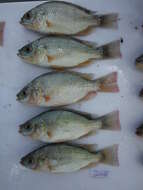 Oreochromis esculentus (Graham 1928) resmi