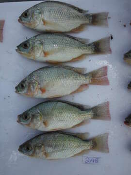 Image of Singida tilapia