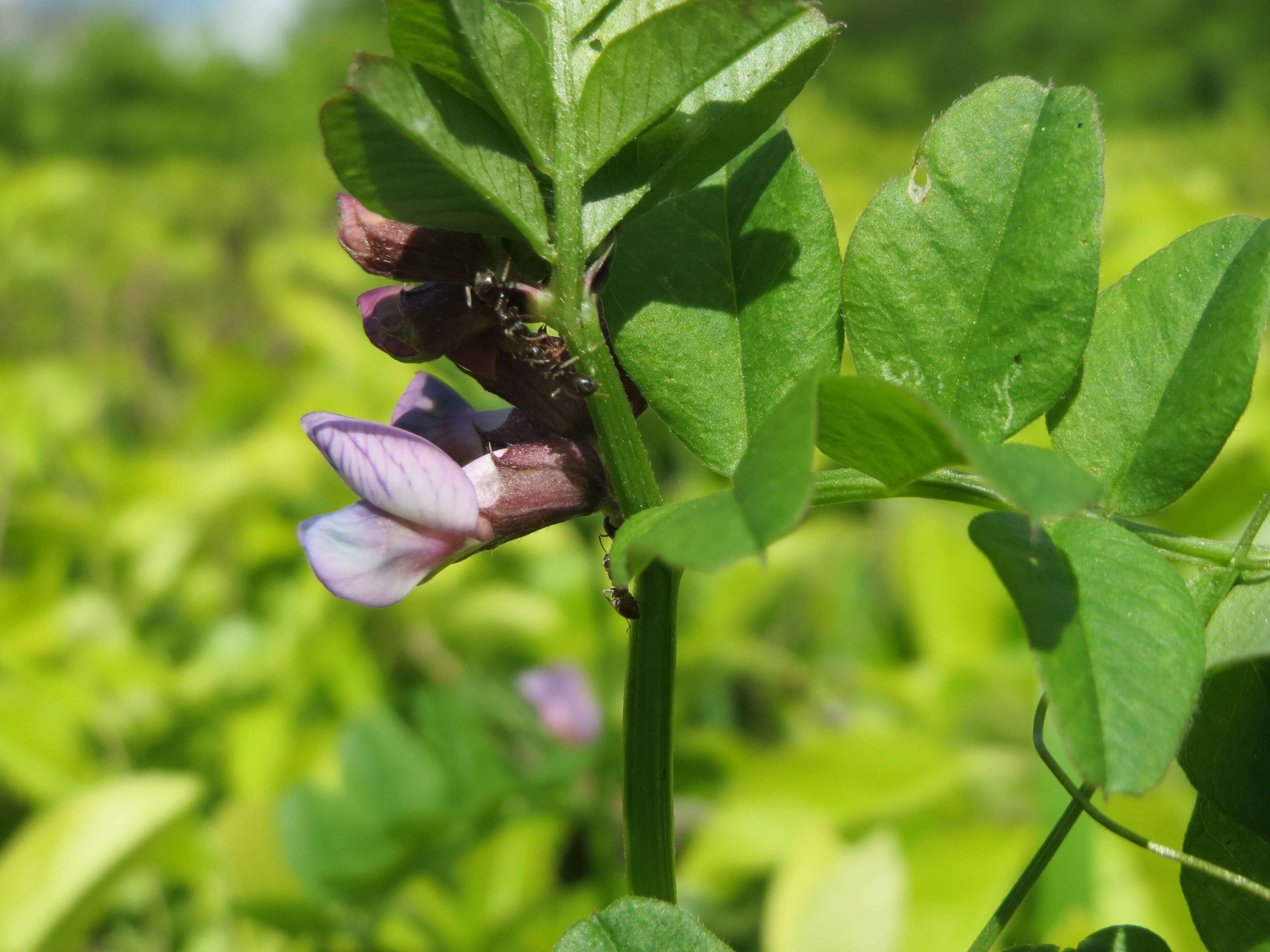 Image of bush vetch