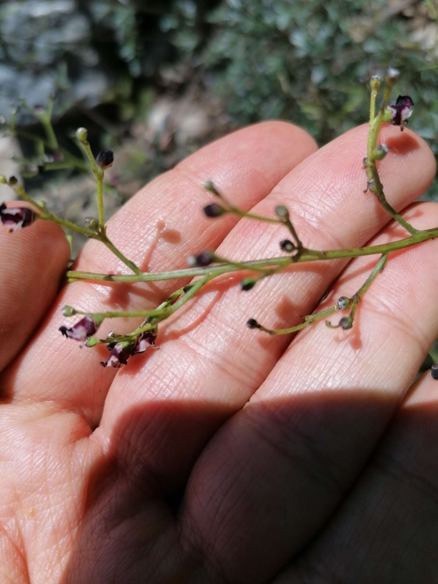 Scrophularia canina L. resmi