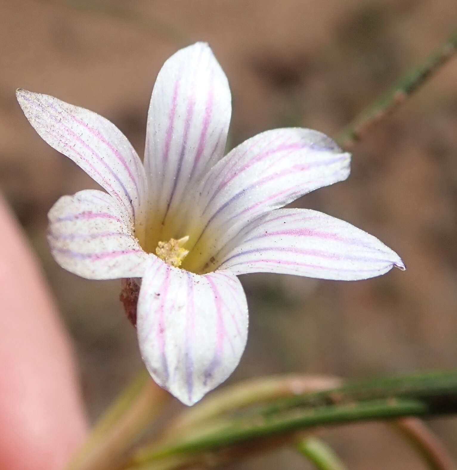 Image of Romulea atrandra G. J. Lewis