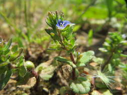 Image of common speedwell