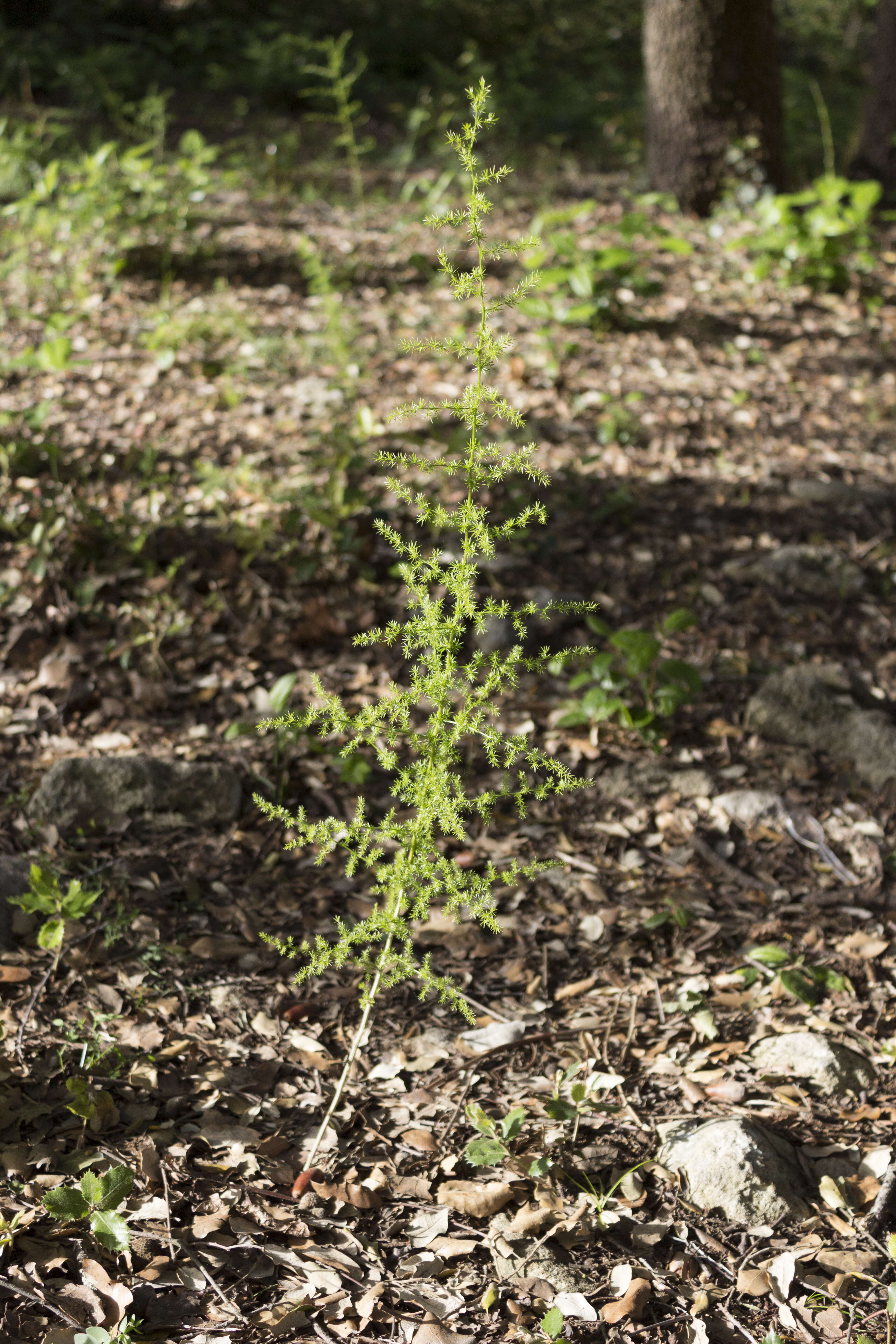 Image of Spiny Asparagus