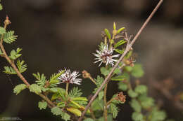 Image of Mimosa ramulosa Benth.