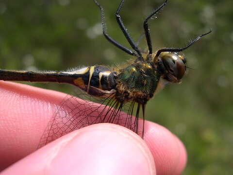 Image of northern emerald